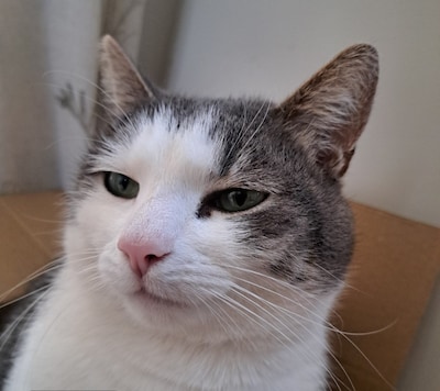 Heb jij June of Flip gezien? Deze twee huisdieren worden in Den Bosch vermist