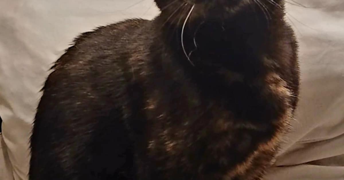 Heb jij Salem gezien? Dit huisdier wordt in Geldrop-Mierlo vermist