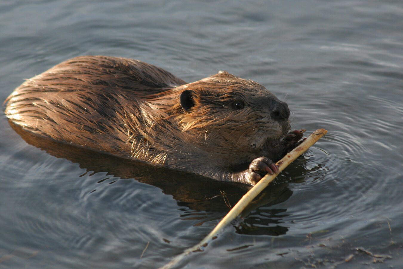Bever duikt op in vijver Dierdonk: ‘Het kan een puber zijn die door ...