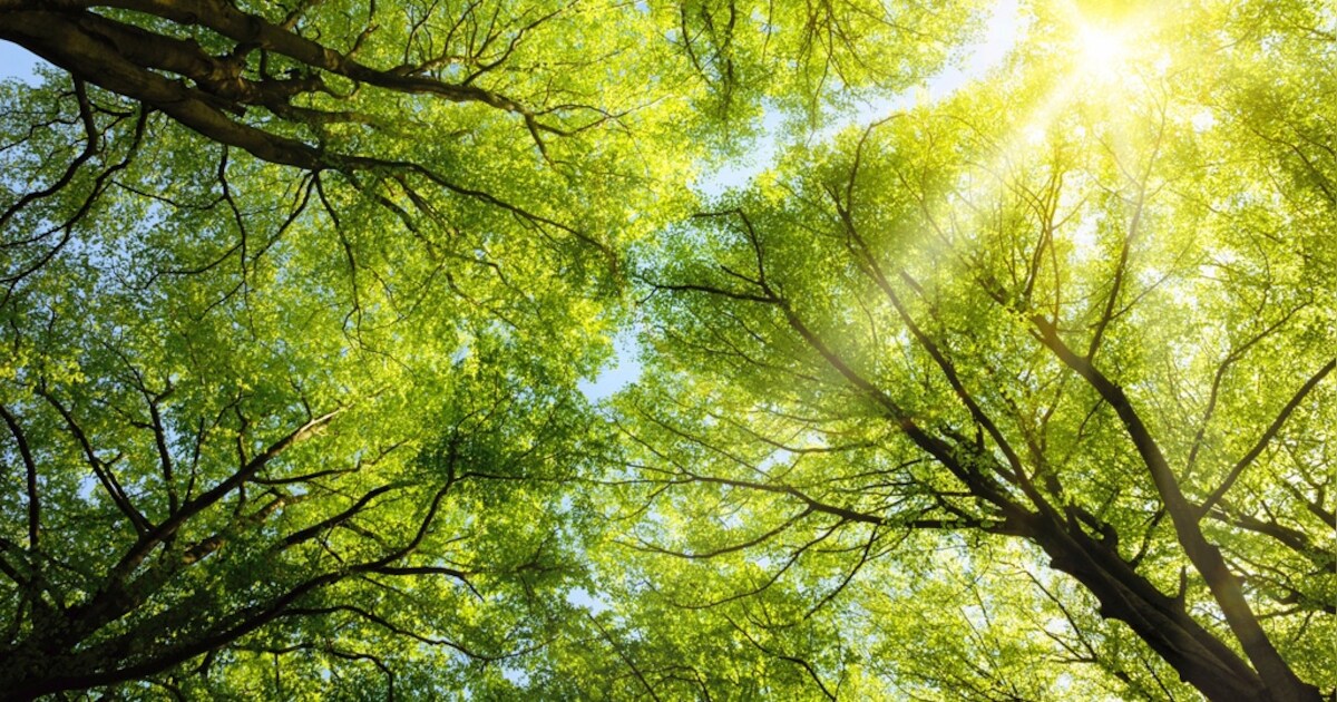 Boomplantdag in Son en Breugel: bewoners kunnen zelf bomen planten