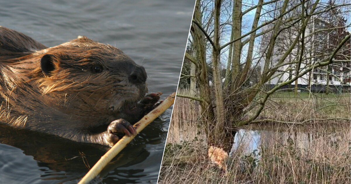 Oprukkende bever gaat ook tuinen vernielen: funderingen van huizen zijn ...