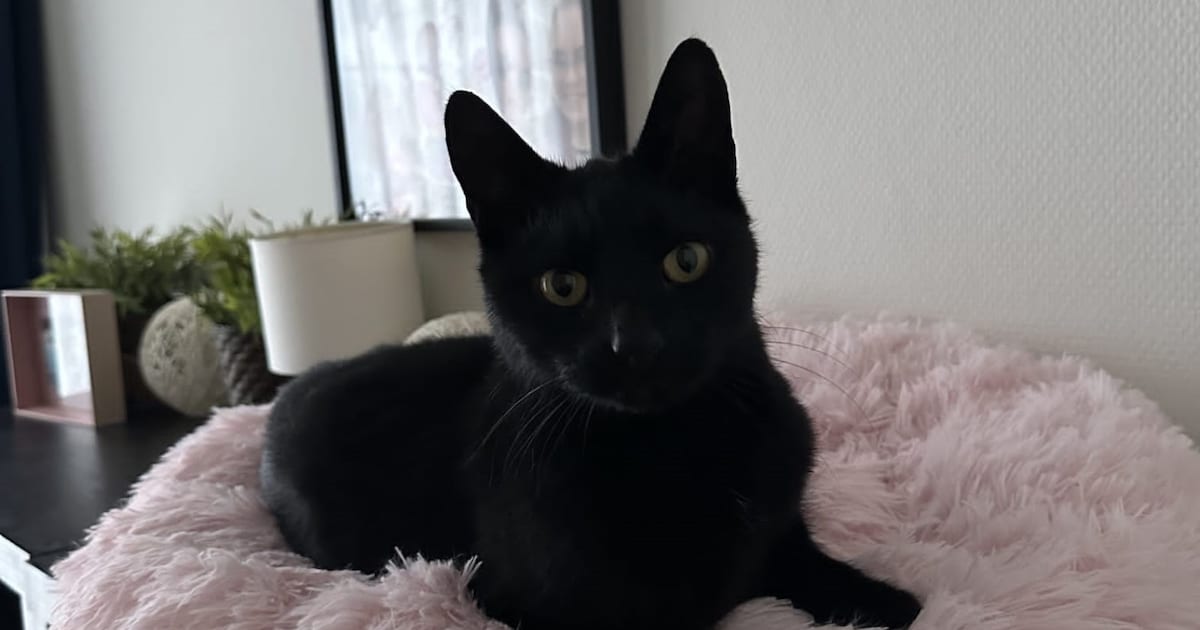 Heb jij James of Kyara gezien? Deze twee huisdieren worden in Cranendonck vermist