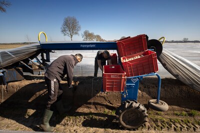 Twee weken later dan normaal, maar dan zijn ze dan: asperges