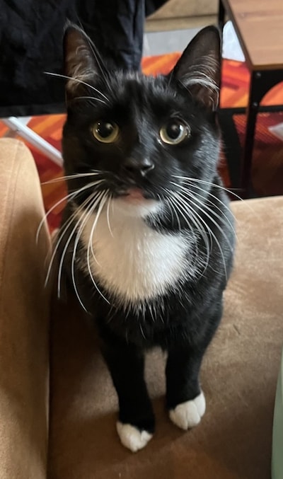 Heb jij Het meisje, Suki of Chabootje gezien? Deze zeven huisdieren worden in Eindhoven vermist