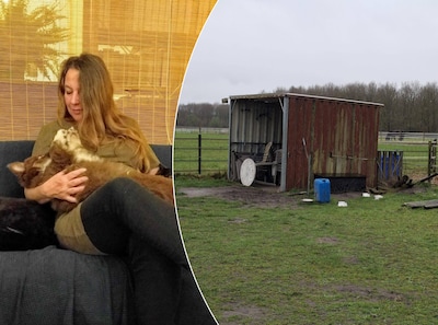 Honden van Nike verward na eten menselijke ontlasting: ‘Twee uur later deden ze opeens heel raar’