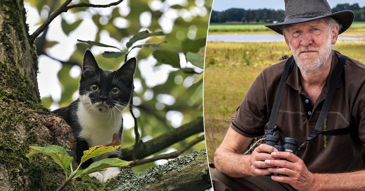 Kat loslaten in de natuur? Zelfs de dierenambulance gaat hier de mist in
