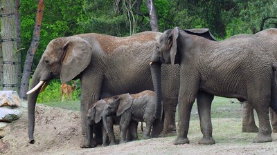 Wat gebeurt er met een olifant als die met harde muziek te maken krijgt? Beekse Bergen zocht het uit