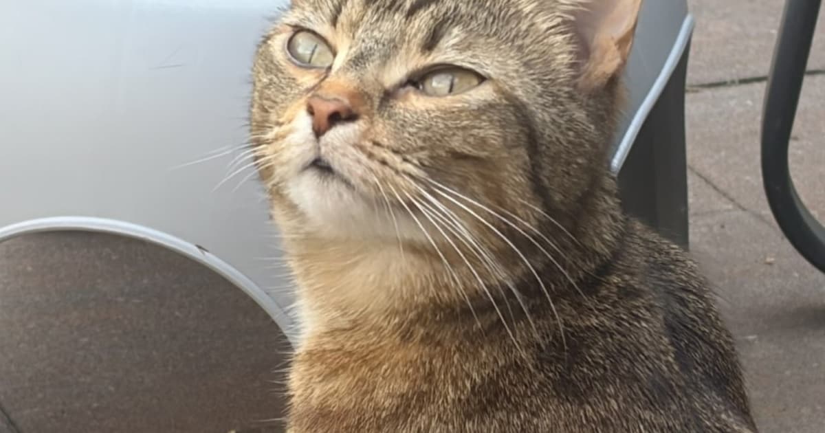 Heb jij Brasa of Zoey gezien? Deze twee huisdieren worden in Veldhoven vermist