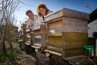 De Aziatische hoornaar komt er weer aan: wie moet je bellen?