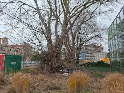 Monumentale bomen moeten toch echt wijken voor nieuwbouw: Eindhoven noemt woningnood ‘zwaarwegend be