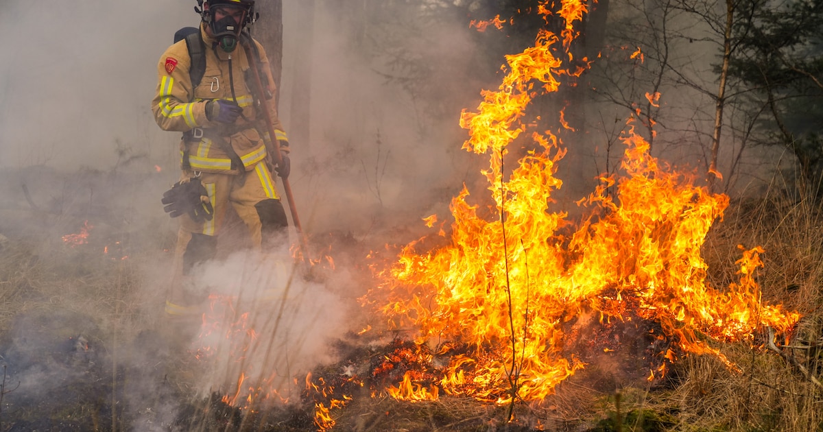 Hevige vlammen bij brand in bosgebied bij Heeze, opnieuw vermoeden van brandstichting