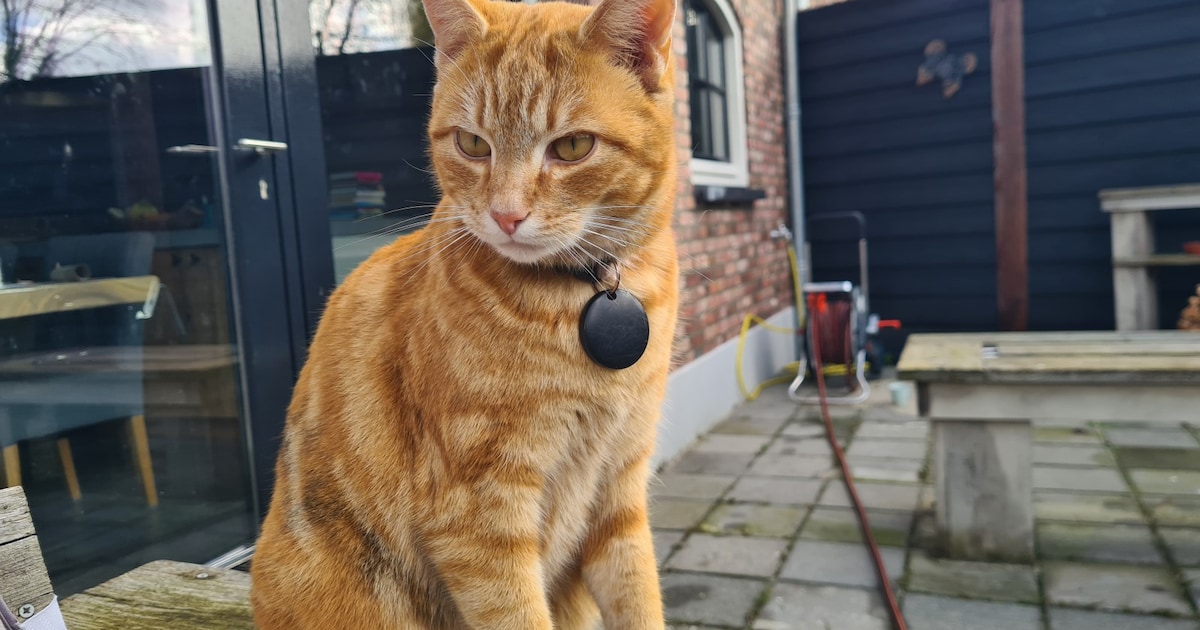 Heb jij Jimmy gezien? Dit huisdier wordt in Gemert-Bakel vermist