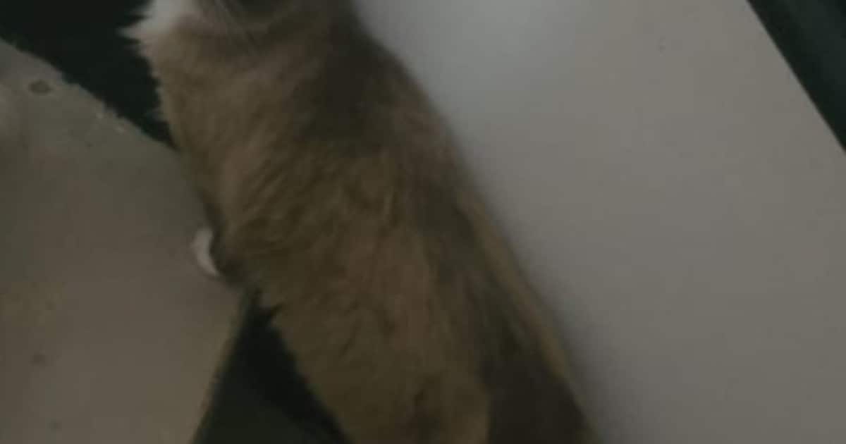 Heb jij Milka gezien? Dit huisdier wordt in Someren vermist