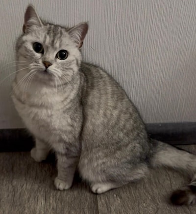 Heb jij Noora, Minoush of Fudge gezien? Deze drie huisdieren worden in Helmond vermist