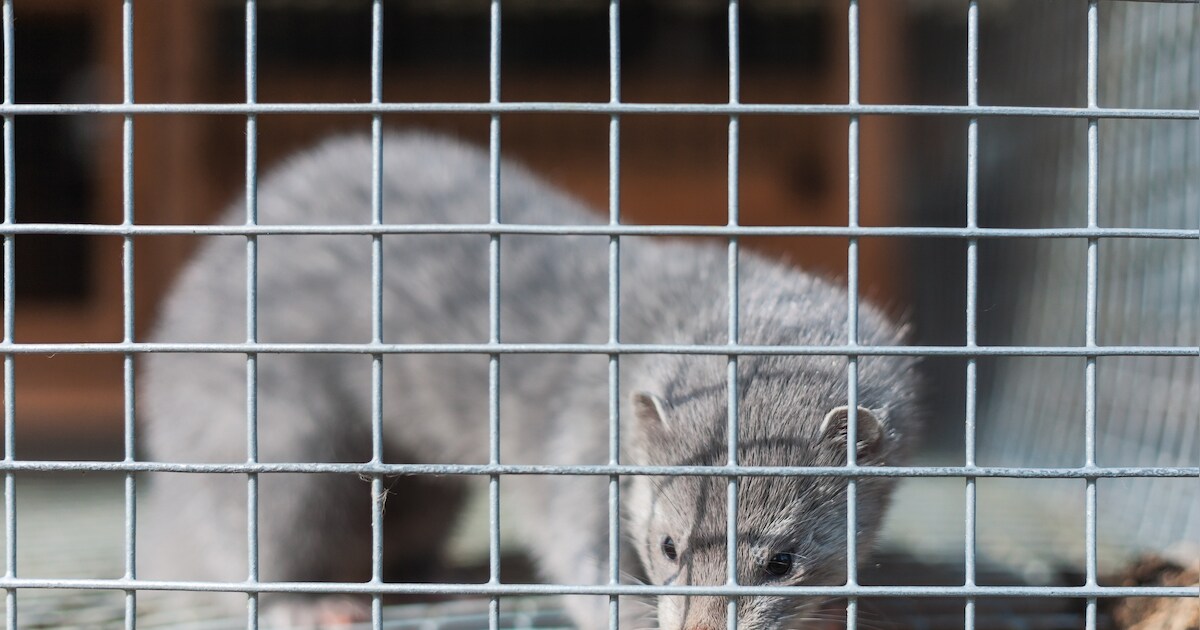 Twee nieuwe nertsenbedrijven geruimd, waaronder één in De Mortel