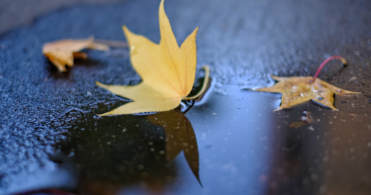 Bibliotheek Someren houdt herfstwandeling voor kinderen