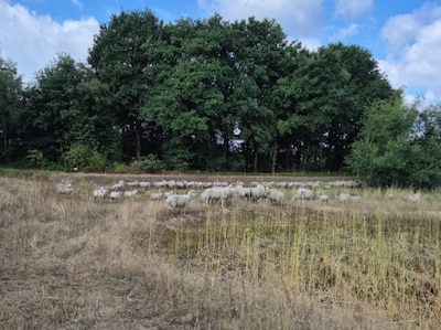 Tientallen schapen losgebroken in Eindhoven, politie drijft ze bij elkaar