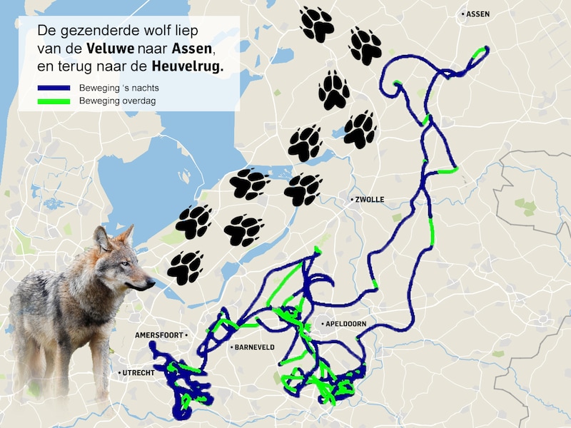 Primeur: zo wandelde en zwom de eerste 'gps-wolf' 2500 kilometer