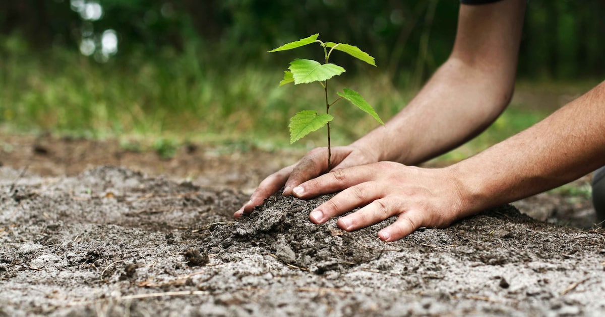 Boomfeestdag in Cranendonck: scholieren planten 1100 bomen en struiken in Soerendonk