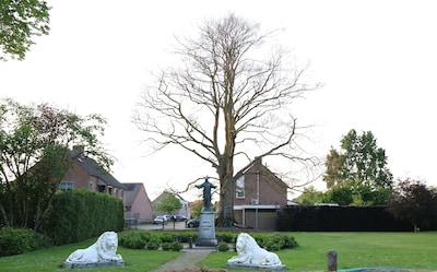 Wintelre verliest geliefde beuk naast de kerk: ‘We hoopten nog dat hij het zou halen’