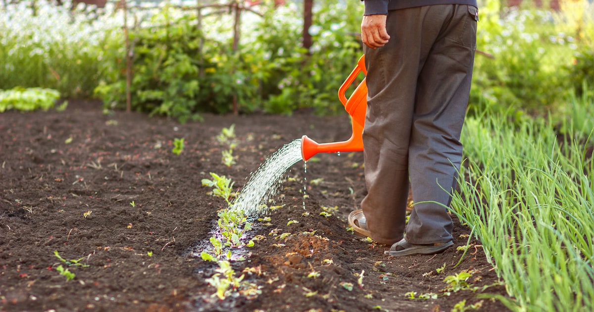 Bladel zet in op biodiversiteit met Nationale Zaaidag