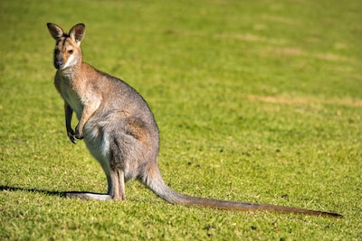 Veldhovense wallaby Skippy is al een half jaar op vrije voeten: ‘Erachteraan lopen in het bos heeft 