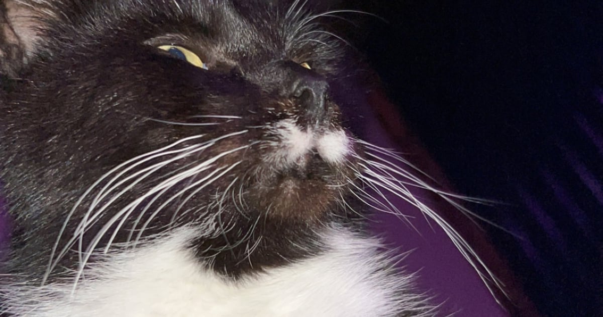 Heb jij Freddy gezien? Dit huisdier wordt in Reusel-De Mierden vermist