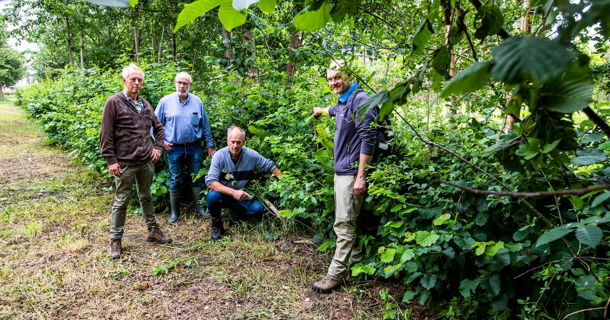 Weg in eigen dorp: Vlechtheggen keren terug in Rooi | Regio | ED.nl