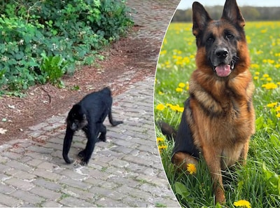 Anke (49) en haar hond staan plots oog in oog met ontsnapte aap uit Beekse Bergen
