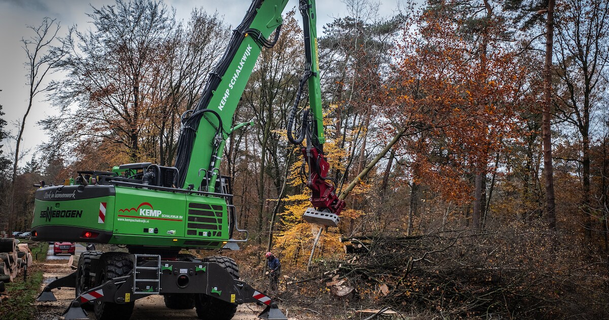 Veiliger bos in Waalre: dode bomen en brandgevaarlijk hout langs paden verwijderd