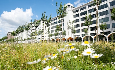 Inhaalslag voor onderhoud van het groen in de stad, ‘maar ook onkruid is groen’