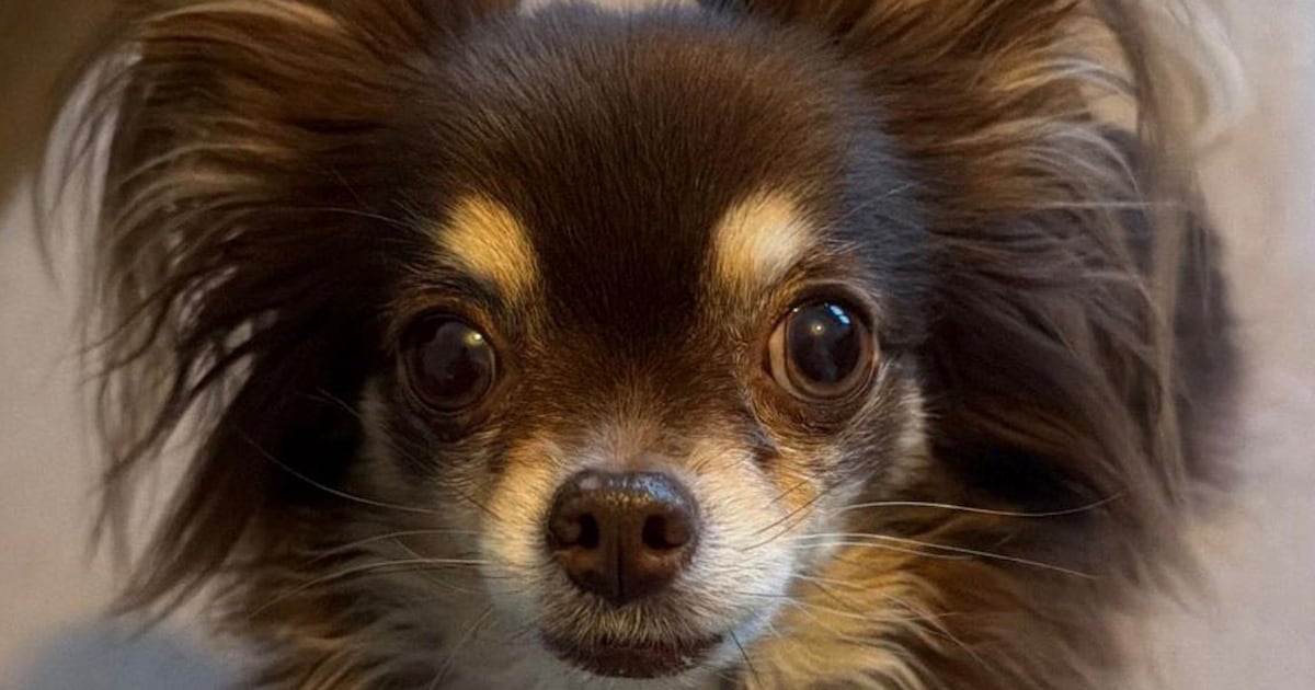 Veldhoven couple sells ‘purebred’ chihuahuas that turn out to be sick