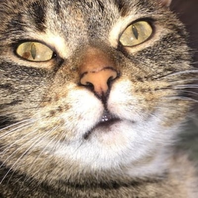Heb jij Bobo, Chloé of Fluffy gezien? Deze acht huisdieren worden in Eindhoven vermist