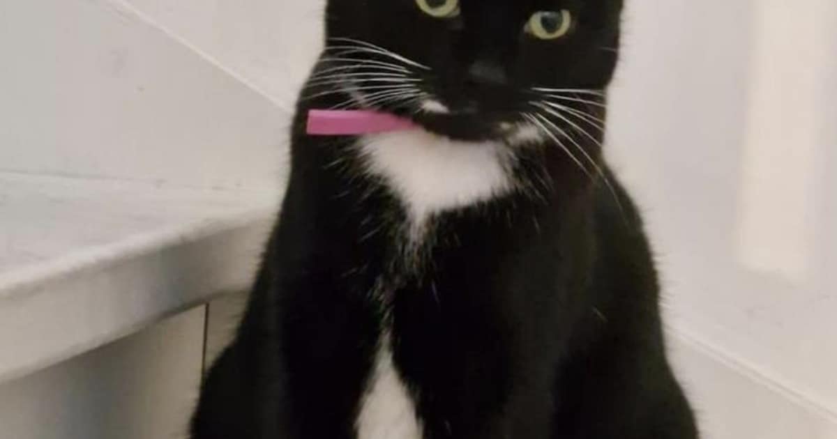 Heb jij Doerak gezien? Dit huisdier wordt in Bergeijk vermist