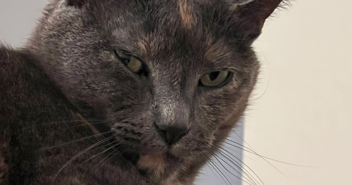 Heb jij Nala gezien? Dit huisdier wordt in Valkenswaard vermist
