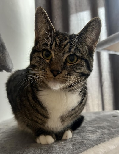 Heb jij Bowie, Koekje of Mina gezien? Deze 10 huisdieren worden in Tilburg vermist