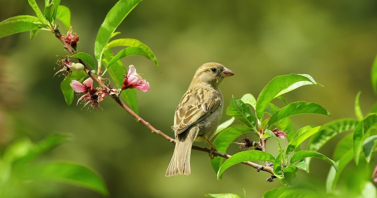 Aantal unieke dier- en plantensoorten in Gemert-Bakel lager dan in vergelijkbare gemeenten