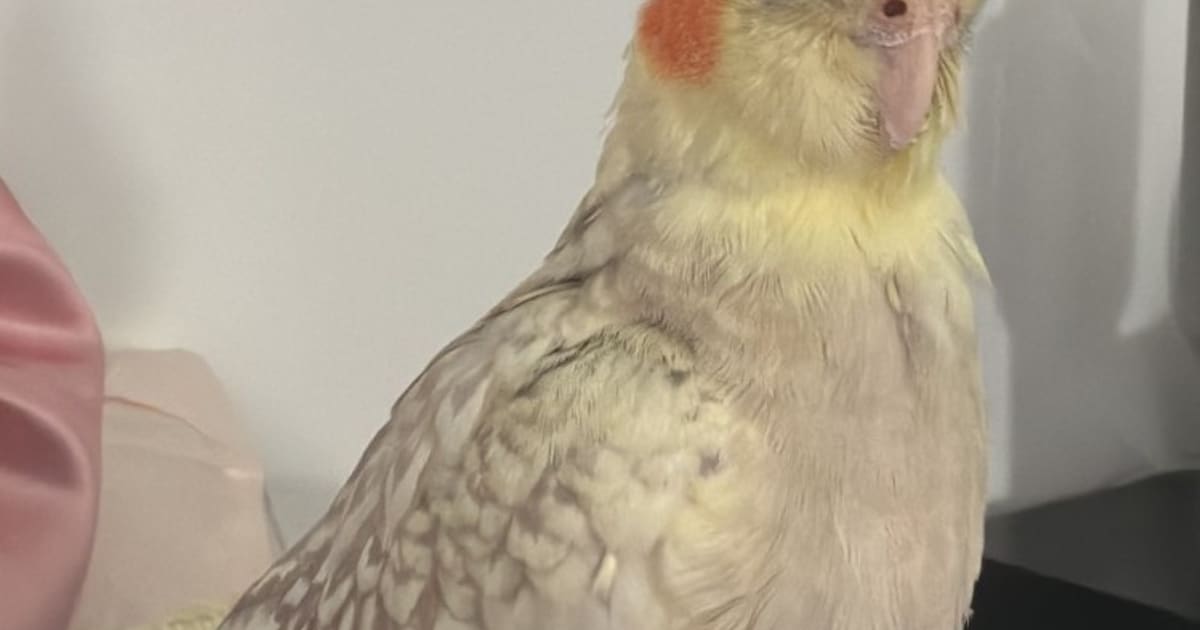 Heb jij Zurek gezien? Dit huisdier wordt in Reusel-De Mierden vermist