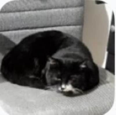 Heb jij Oreo gezien? Dit huisdier wordt in Eindhoven vermist