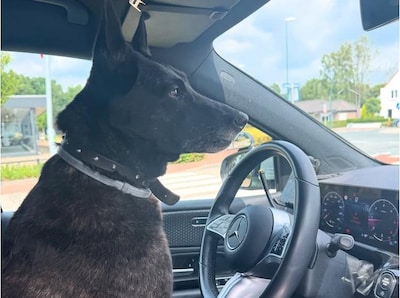 Auto’s moeten uitwijken voor loslopende hond in Eersel; die springt vervolgens zelf in politieauto