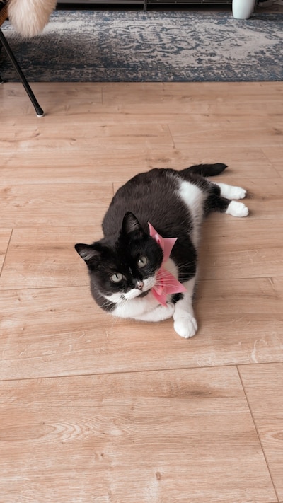 Heb jij Olijfje, Churandy of Rama gezien? Deze negen huisdieren worden in Eindhoven vermist