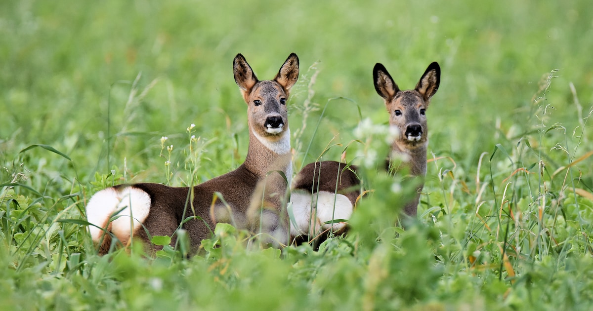 Reeën gedood door wildstropers in Best en Oirschot | Best | ED.nl