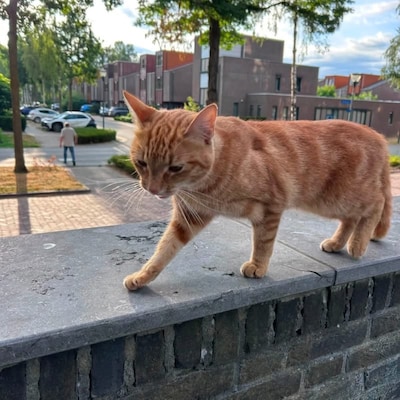 Heb jij Lucky, Mimy of Mango gezien? Deze zeven huisdieren worden in Eindhoven vermist
