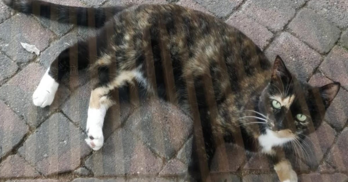 Heb jij Nani gezien? Dit huisdier wordt in Geldrop-Mierlo vermist