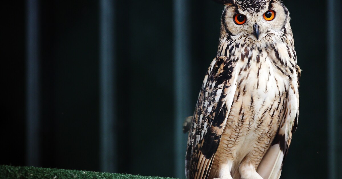 Vogelrevalidatiecentrum Zundert sluit voorlopig educatieve tuin