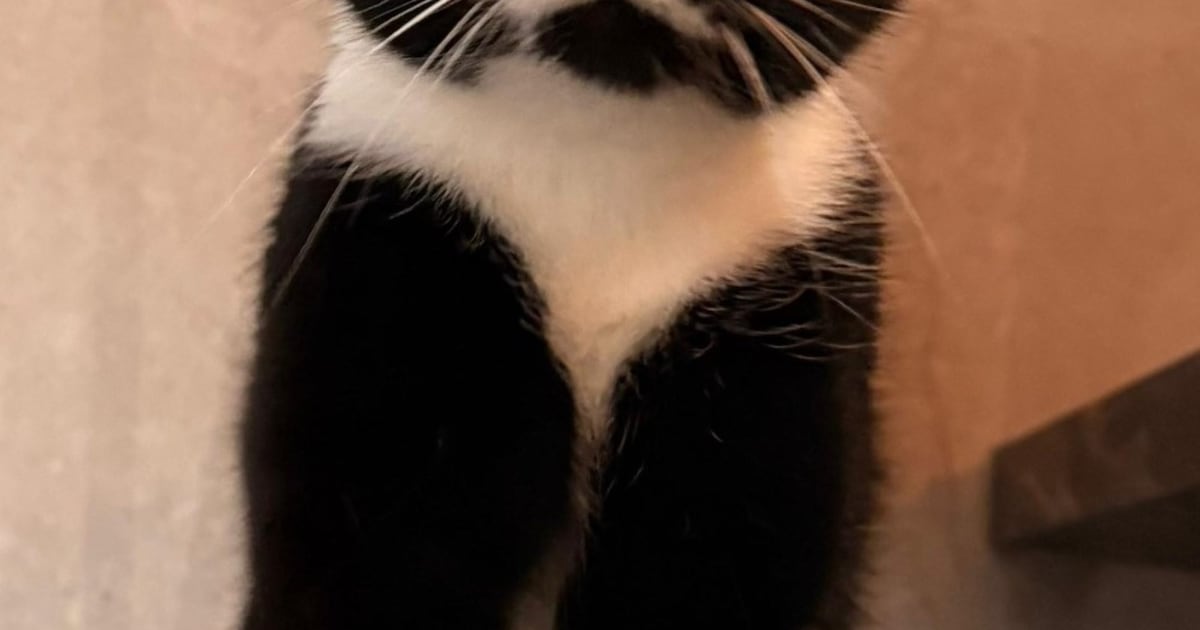 Heb jij Wimpie gezien? Dit huisdier wordt in Oirschot vermist