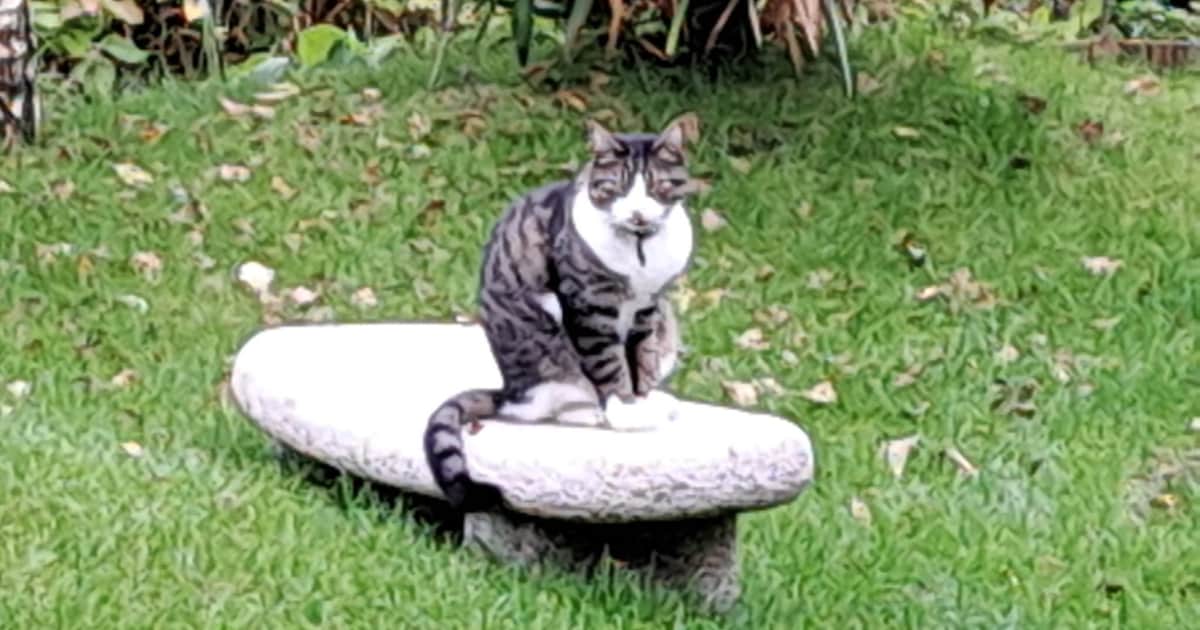 Heb jij Murphy gezien? Dit huisdier wordt in Heeze-Leende vermist