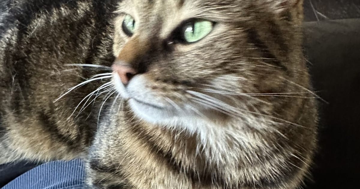 Heb jij Prince Caspian of Diego gezien? Deze twee huisdieren worden in Eersel vermist