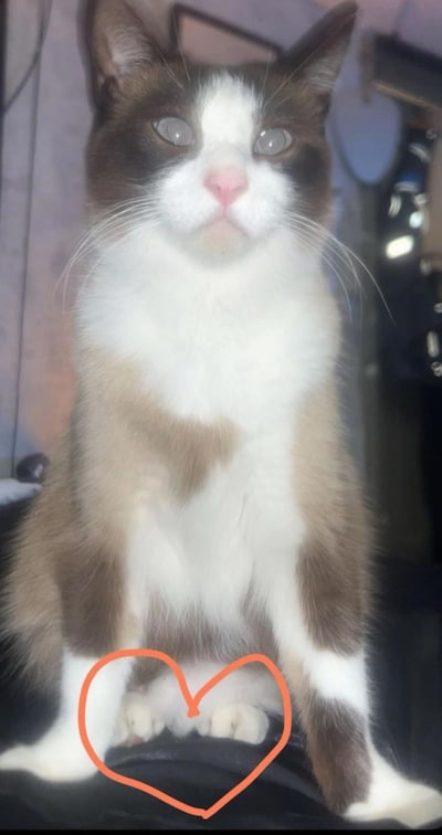 Heb jij Lena, Joep of Pixie gezien? Deze zes huisdieren worden in Helmond vermist
