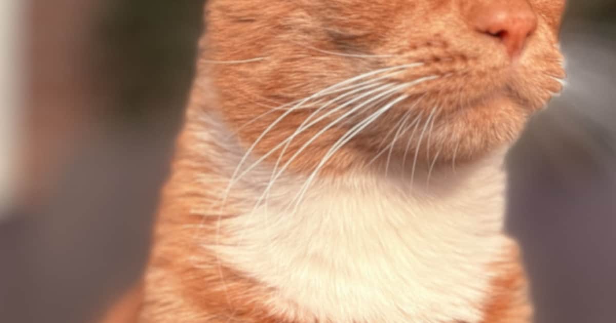 Heb jij George of Luna gezien? Deze twee huisdieren worden in Geldrop-Mierlo vermist